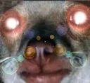 ratdogangry