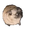 HyperPugPls