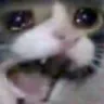 cat_scream
