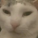 cat_wut