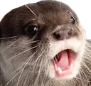 OtterPog