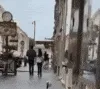 ratseagull
