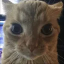 catstare