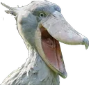 pogbill