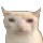 bruhcat