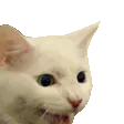 DancingCat