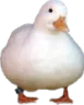 rc_cuteduck