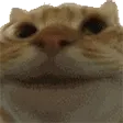 cat_yep