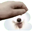 Cloudpet