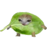 kittykabbage Discord Emoji