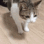cat_ded Discord emoji