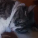 KAT1