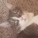 KAT3