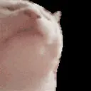 PAUSEDcatJAM