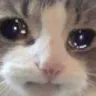 SadCat