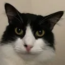 randomspussy