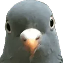 podge podge