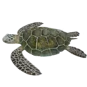 seaTurtle