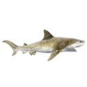 tigerShark