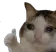 Cat_SadOkay Cat_SadOkay