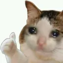 sadcat