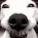 WBdog