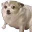 soqua