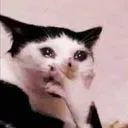 Sad Cat sad_cat Discord Emoji