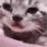 cryCatto