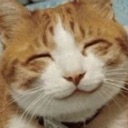 antiracismcat Discord emoji