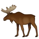 moose