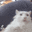 catCrazy