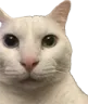 OT_CatUhmStare