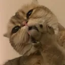 cat_copper cat_copper