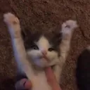 cat_surrender Discord Emoji