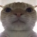 Cat Stare cat_stare Discord Emoji