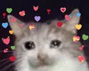 Cat Love cat_love Discord Emoji