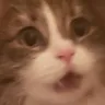 shockedkat