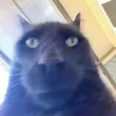 thickasscat