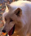 Wolf_Hehe