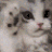 AGC_cutecat Discord emoji