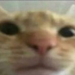 h_ Discord emoji