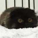 stares