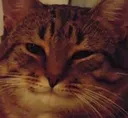 catAga