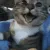 catwow
