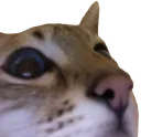 ezbop