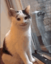 yesmilingcatcreepycat_elpa