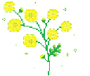 4393prettyflower