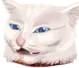 7383dgfcatconfused