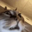 INSANECAT INSANECAT